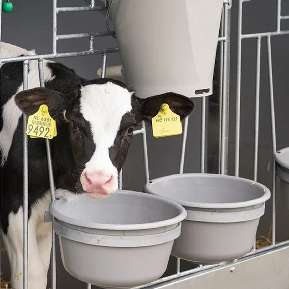 Why Consistent Water Volume Matters in Calf Feeding